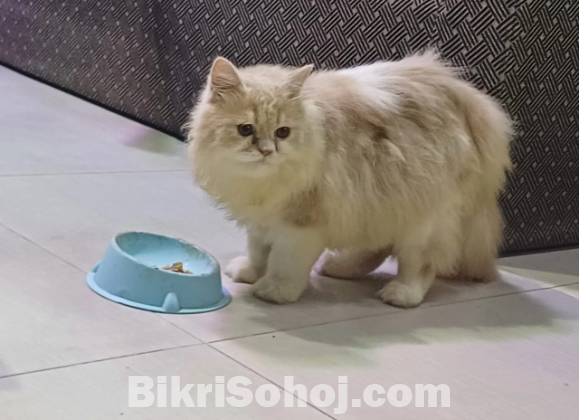 Persian Cat